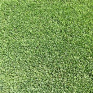 Empire Turf Top View