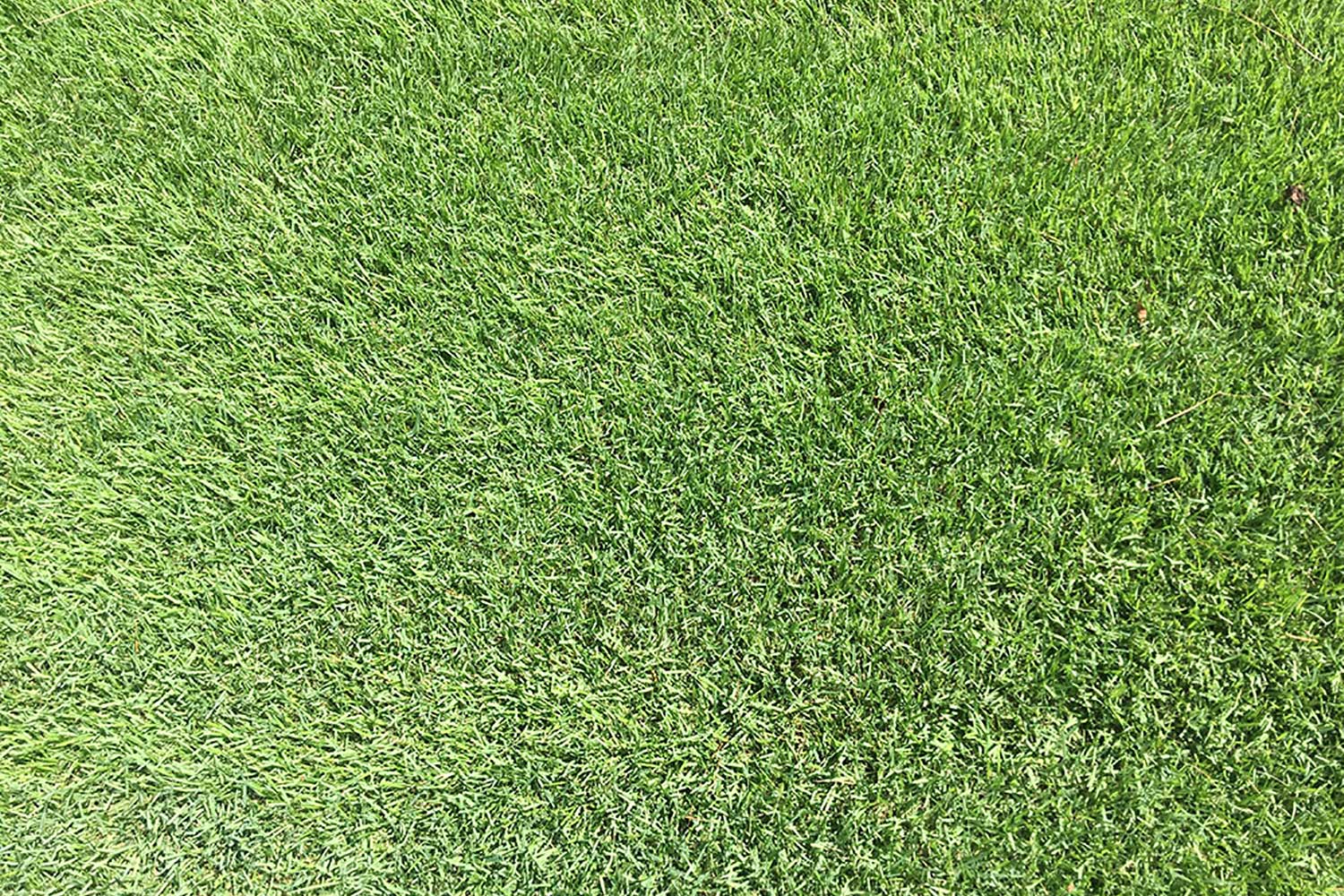 Empire Turf Top View