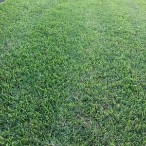 Floratam In Field