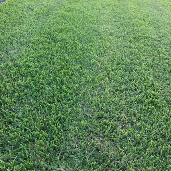 Floratam In Field