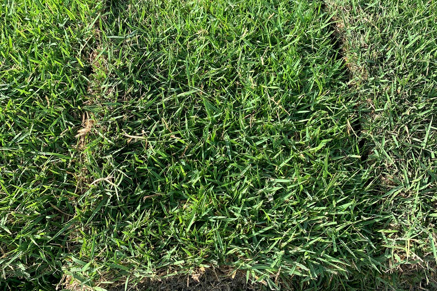 Close Up Empire Zoysia