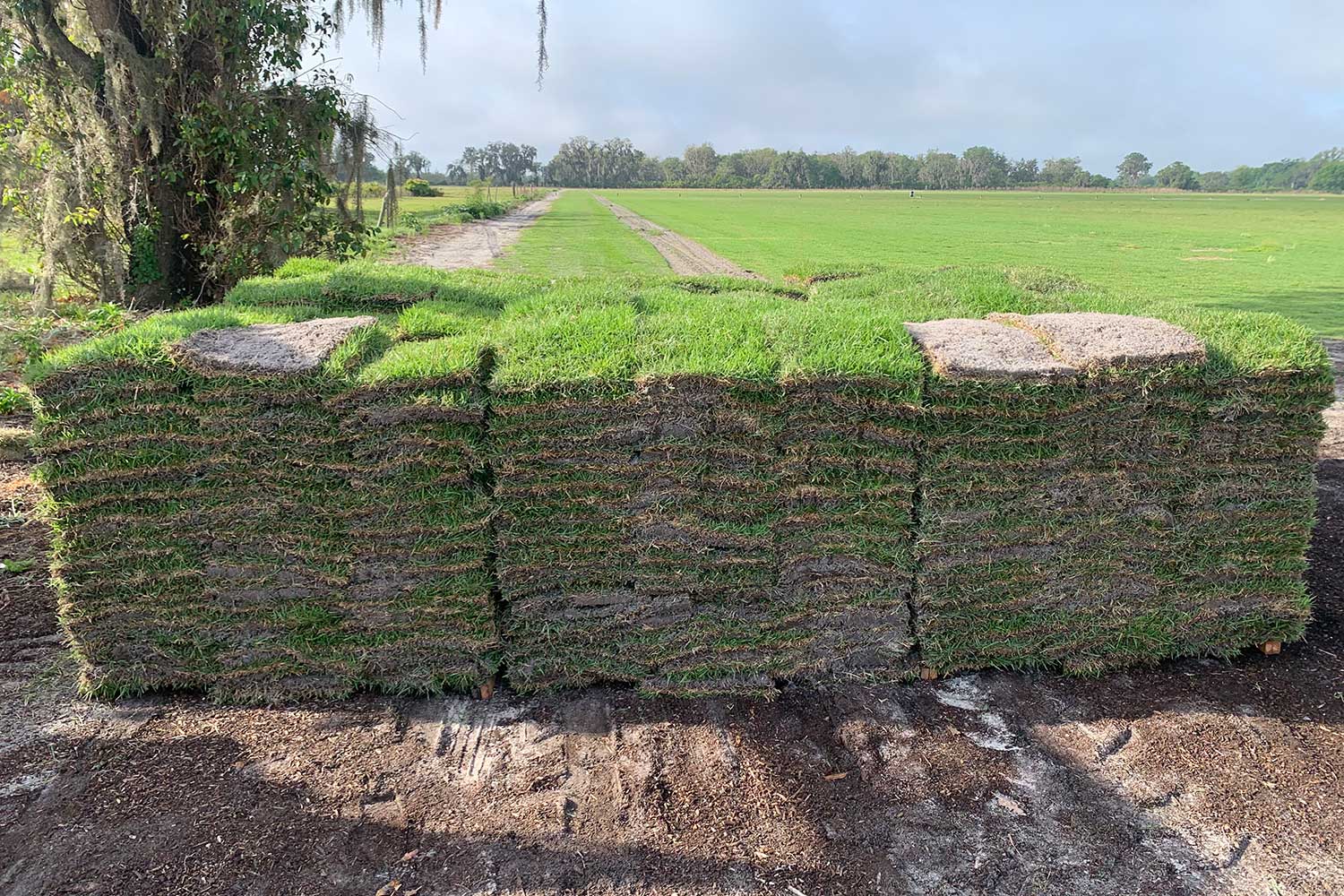 Stacks of Empire Zoysia