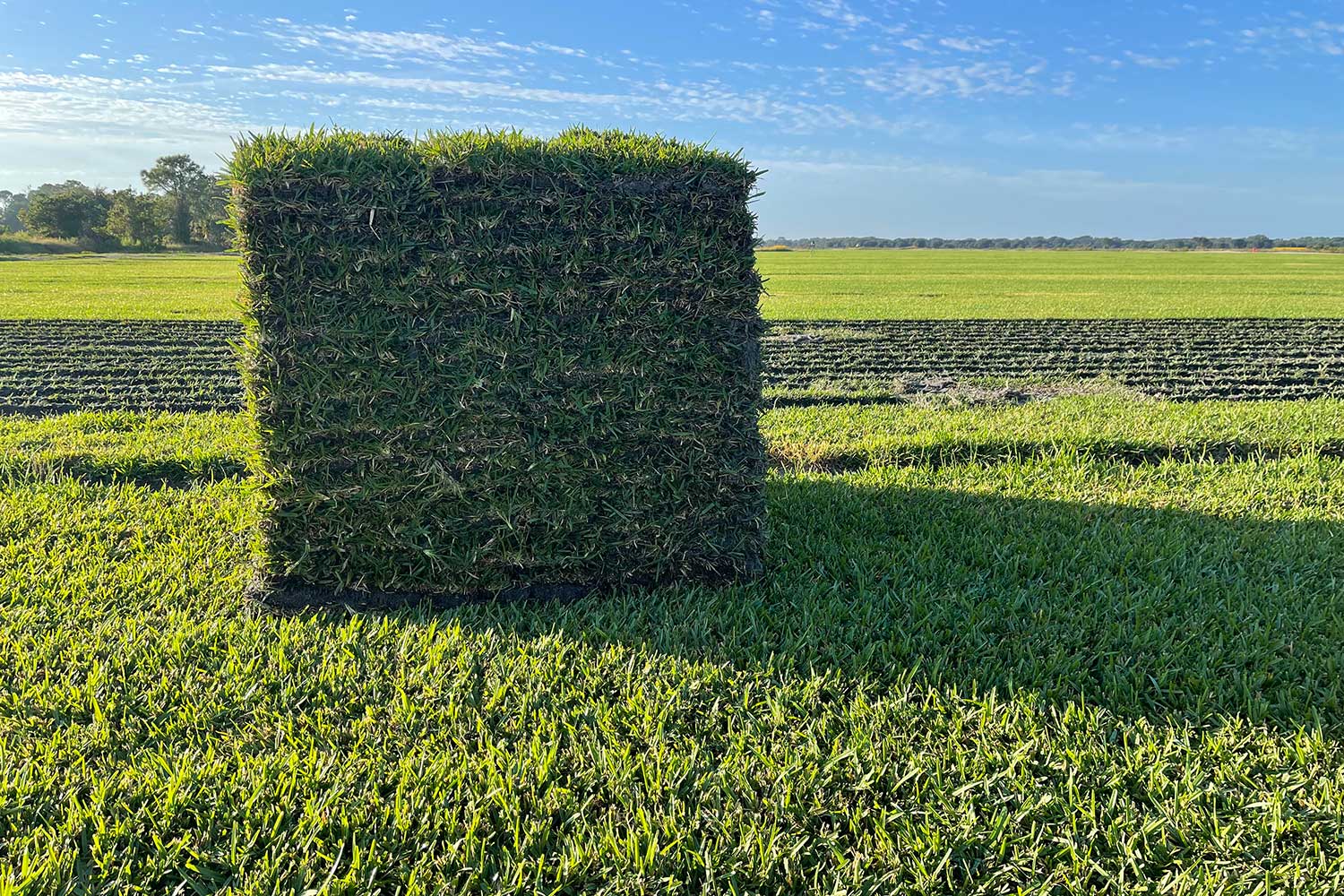 St. Aug Bitter Blue Pallets Stack