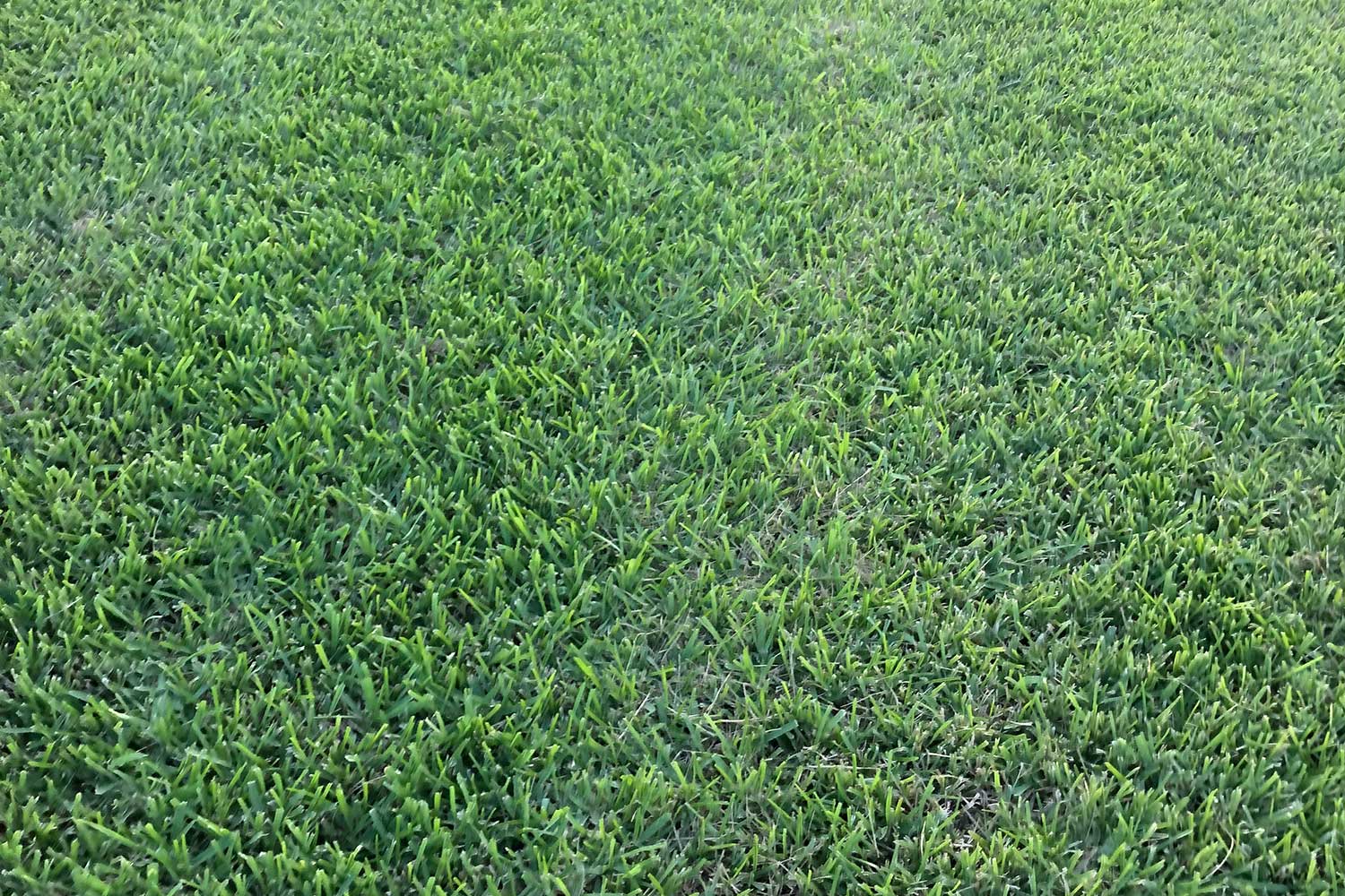 St. Aug Bitter Blue Top View